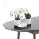 Masa Extensibila Roval 3949 Tomasucci Italia 
