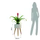 Ghiveci Cu Autoudare De Interior-Exterior Calla - C 4152 Tomasucci Italia 
