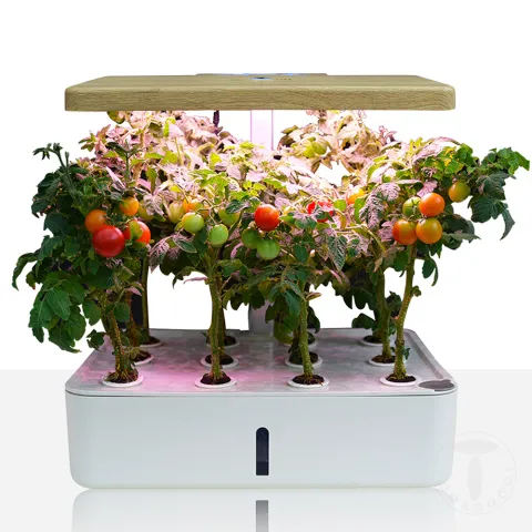 Sera Hidroponica Green Garden 4163 Tomasucci Italia 