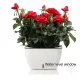 Ghiveci Cu Udare Automata Interior-Exterior Lily 4164 Tomasucci Italia 