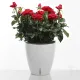 Ghiveci Cu Udare Automata Interior-Exterior Tulip 4167 Tomasucci Italia 