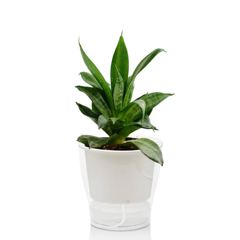 Ghiveci Cu Autoudare De Interior-Exterior Raffy Medium 5102 Tomasucci Italia 